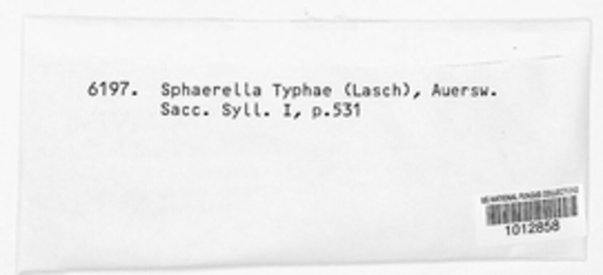 Mycosphaerella typhae image